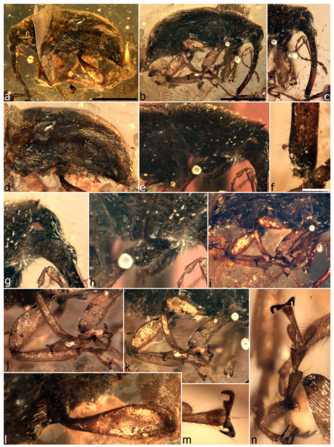 Diversity 11 00001 g068