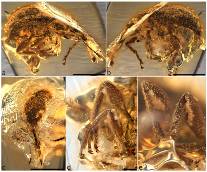 Diversity 11 00001 g070