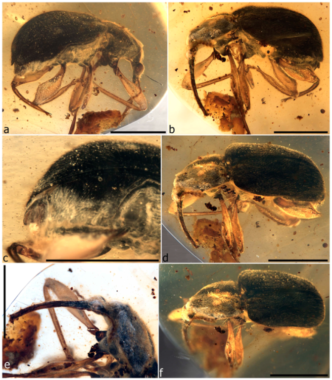 Diversity 11 00001 g071