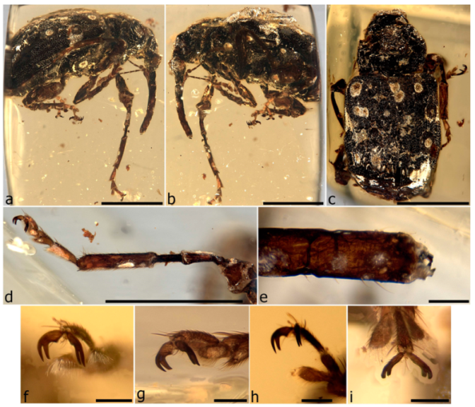 Diversity 11 00001 g072