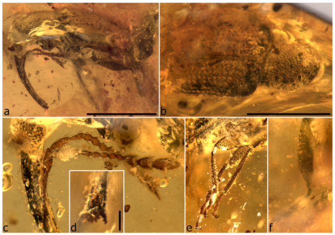 Diversity 11 00001 g073