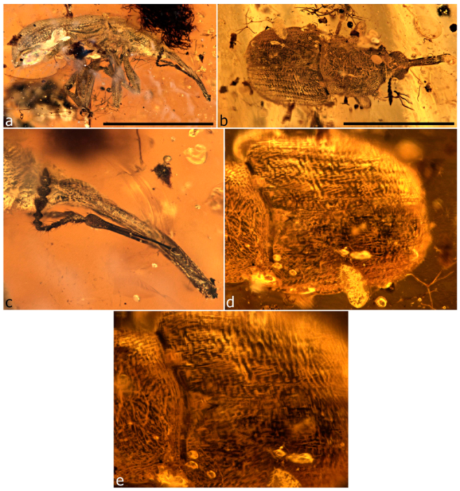 Diversity 11 00001 g075