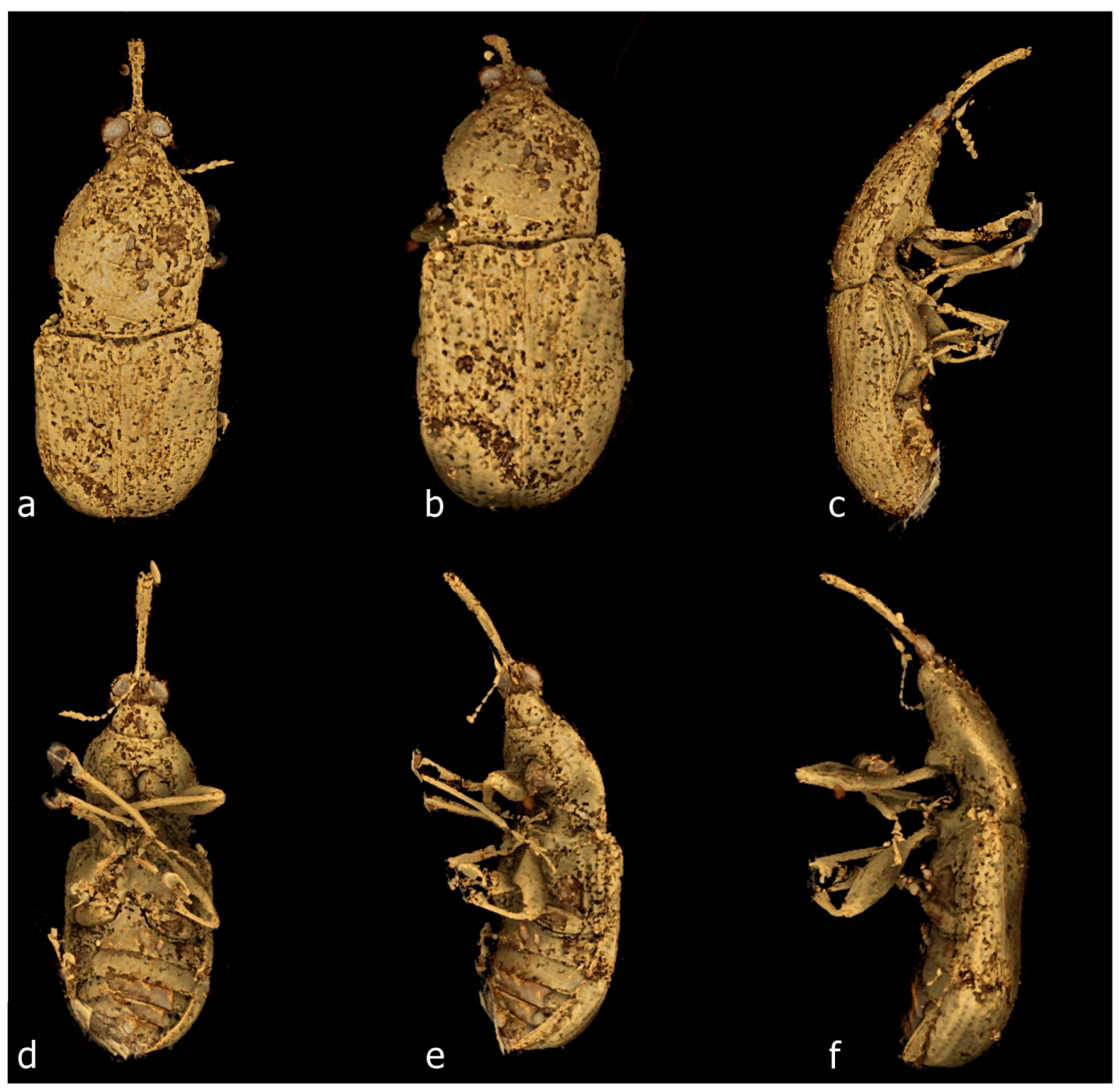 Diversity 11 00001 g076
