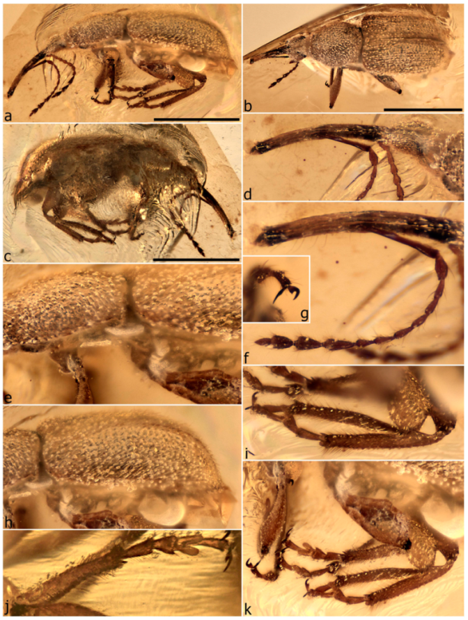 Diversity 11 00001 g078