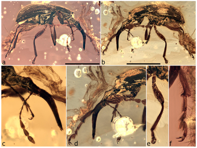 Diversity 11 00001 g079