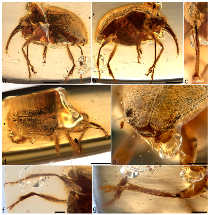 Diversity 11 00001 g081