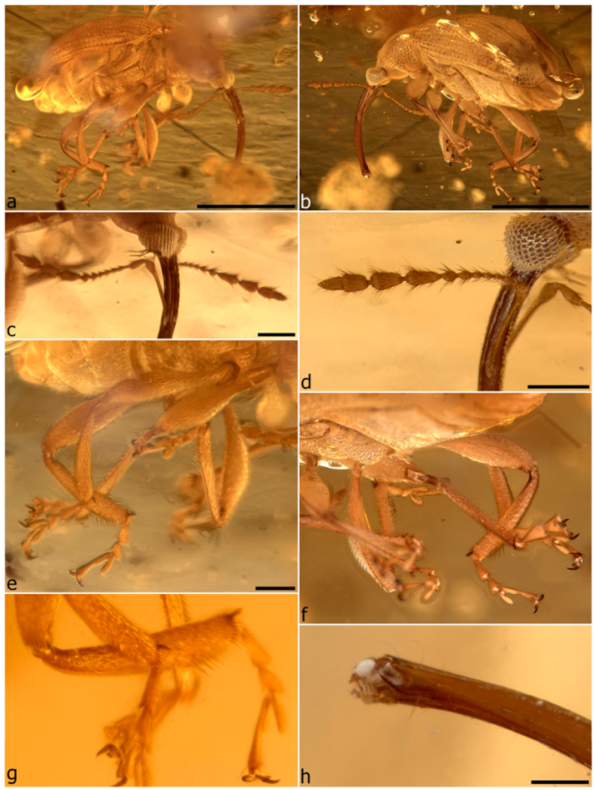 Diversity 11 00001 g083