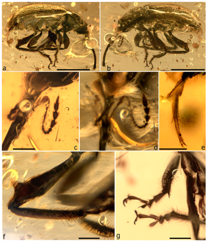 Diversity 11 00001 g084