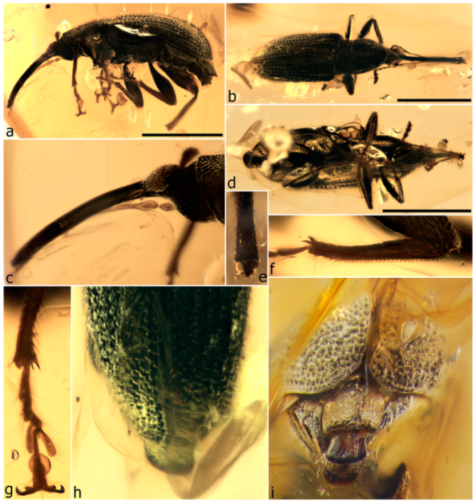 Diversity 11 00001 g086