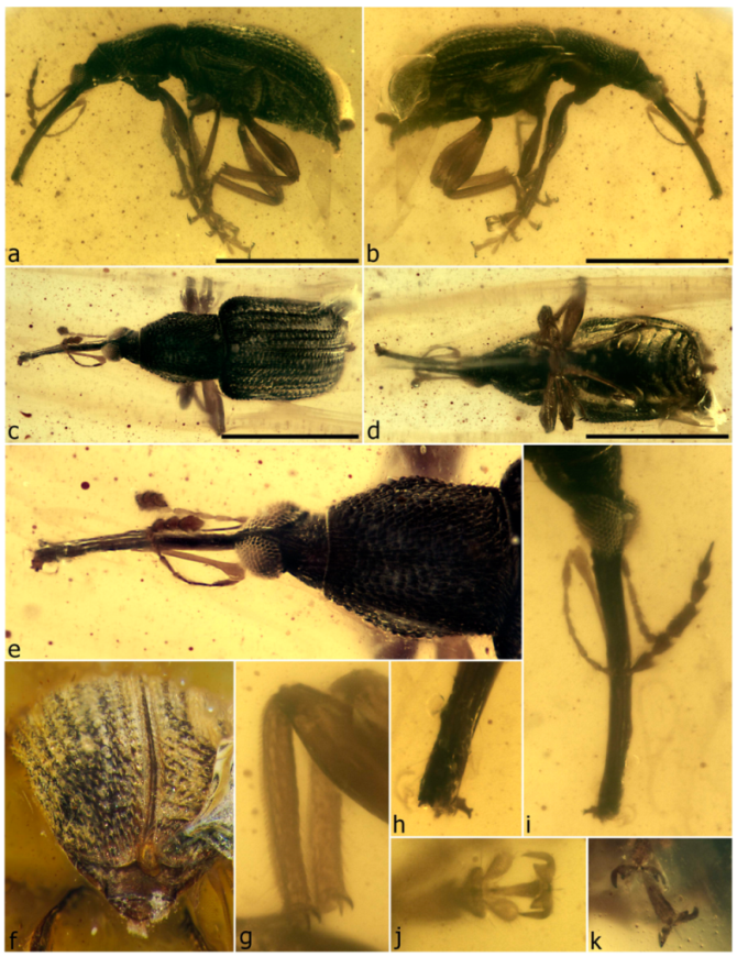 Diversity 11 00001 g087