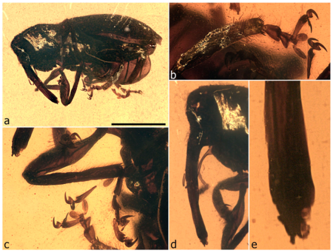 Diversity 11 00001 g088