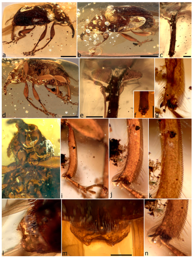 Diversity 11 00001 g091