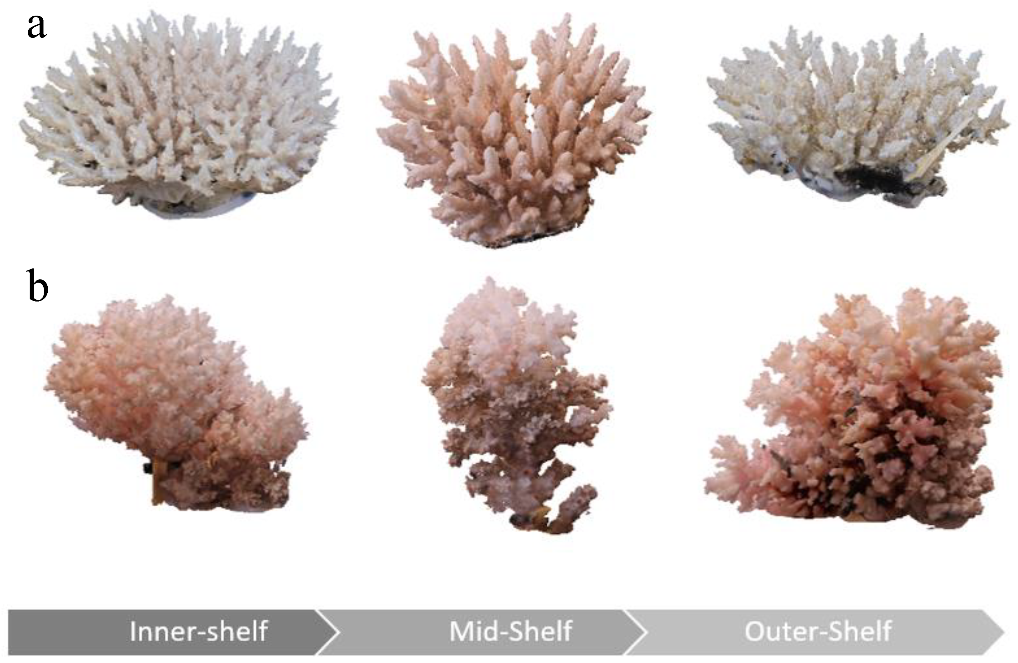 Diversity 11 00044 g003 Diversity 11 00044 g003