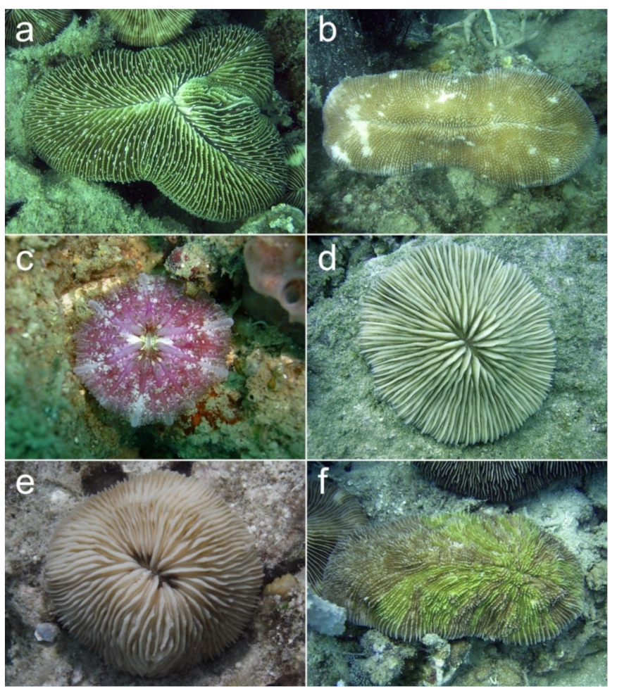 Diversity 11 00046 g005 Diversity 11 00046 g005