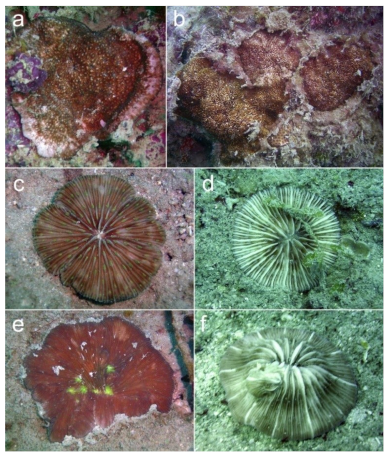 Diversity 11 00046 g006 Diversity 11 00046 g006