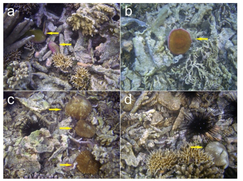 Diversity 11 00046 g008 Diversity 11 00046 g008