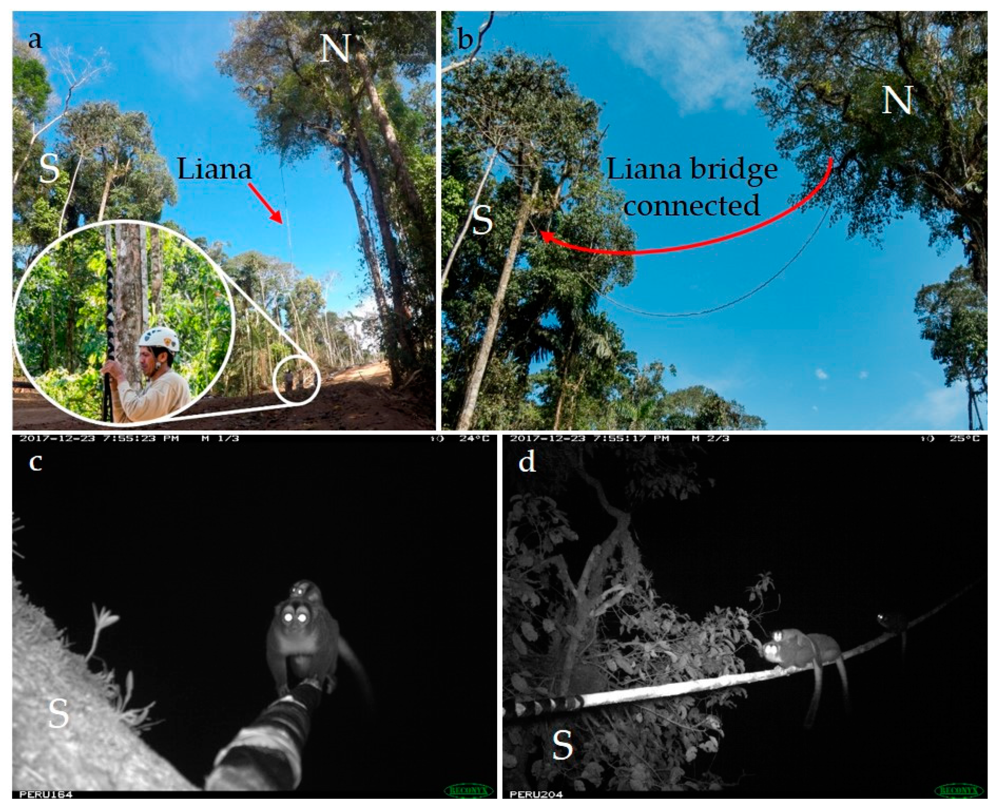 Diversity 11 00066 g003