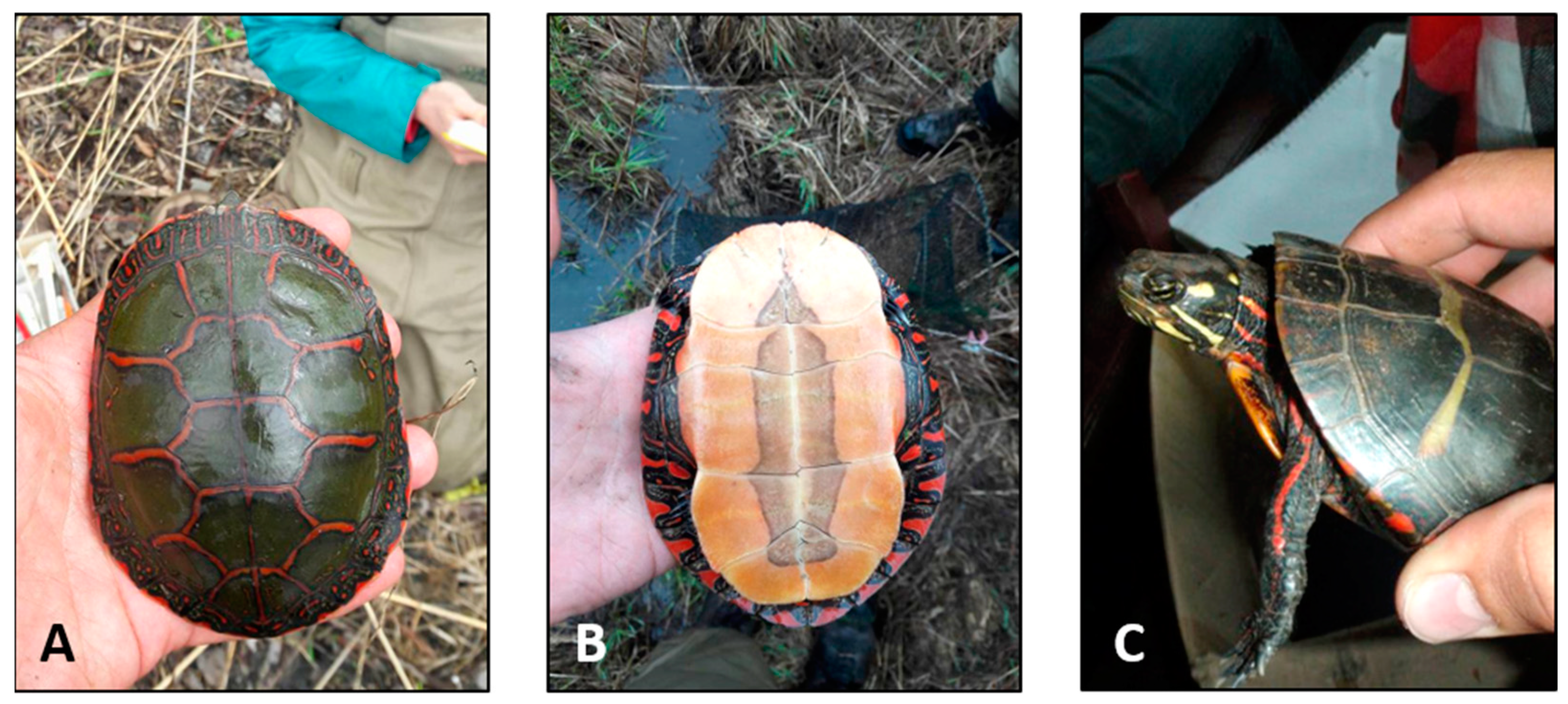 Diversity 11 00072 g001