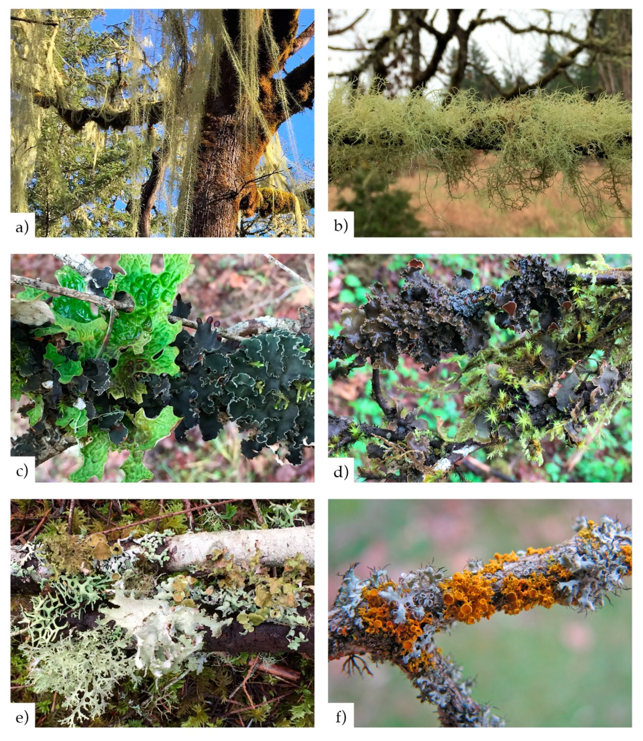 Diversity 11 00087 g002