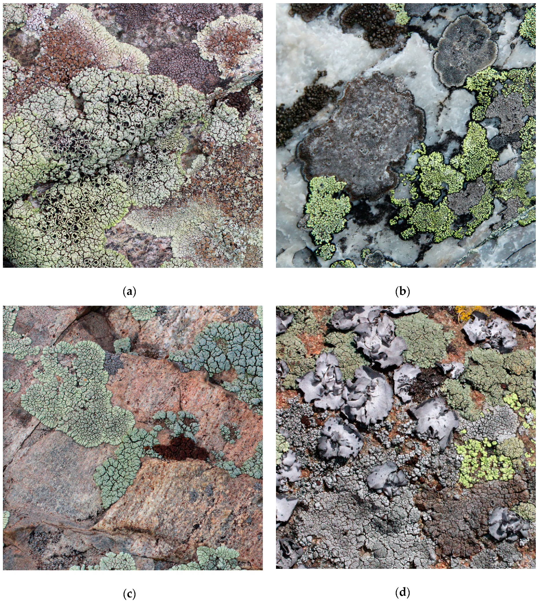 Diversity 11 00094 g002 Diversity 11 00094 g002