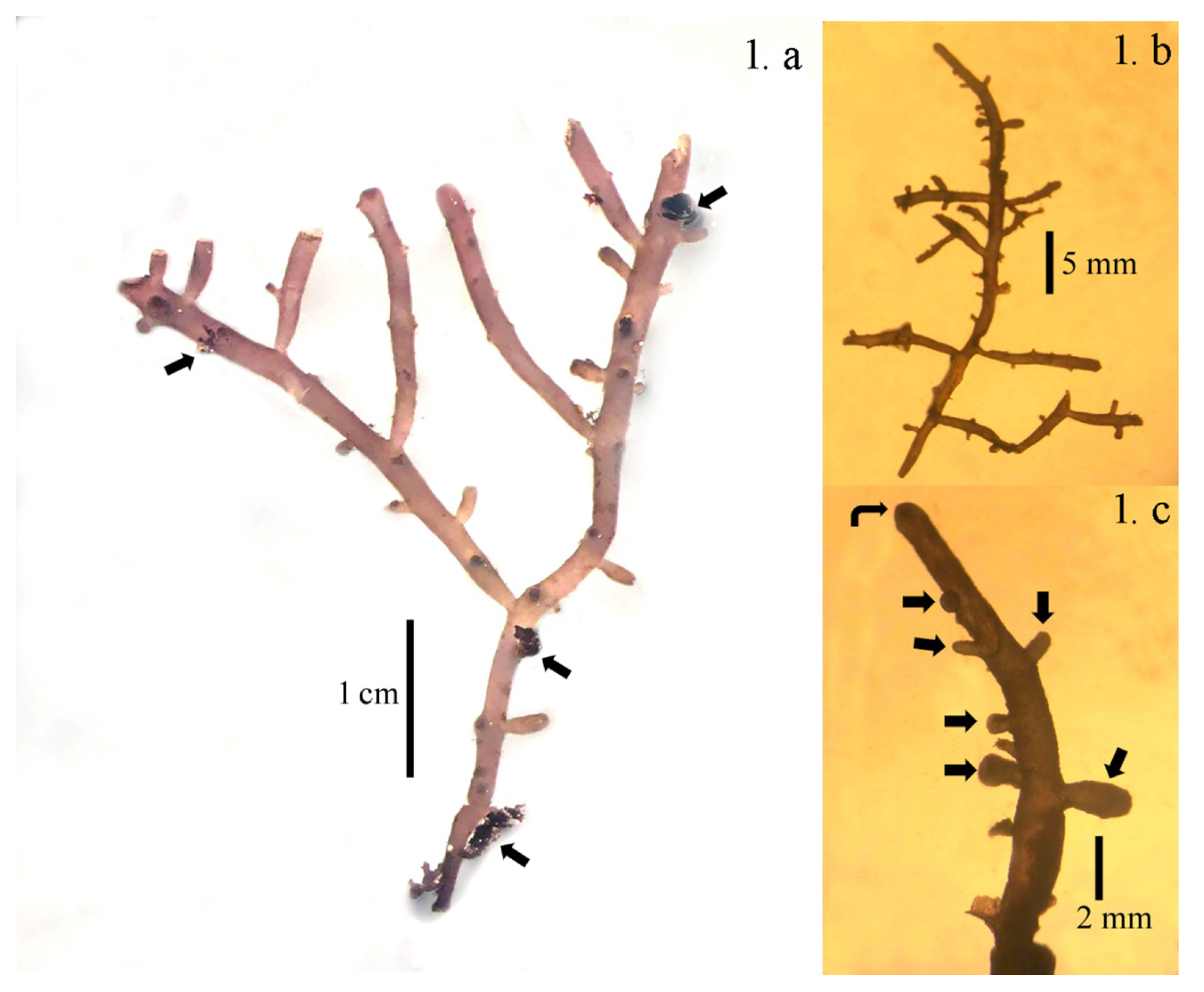 Diversity 11 00095 g001 550