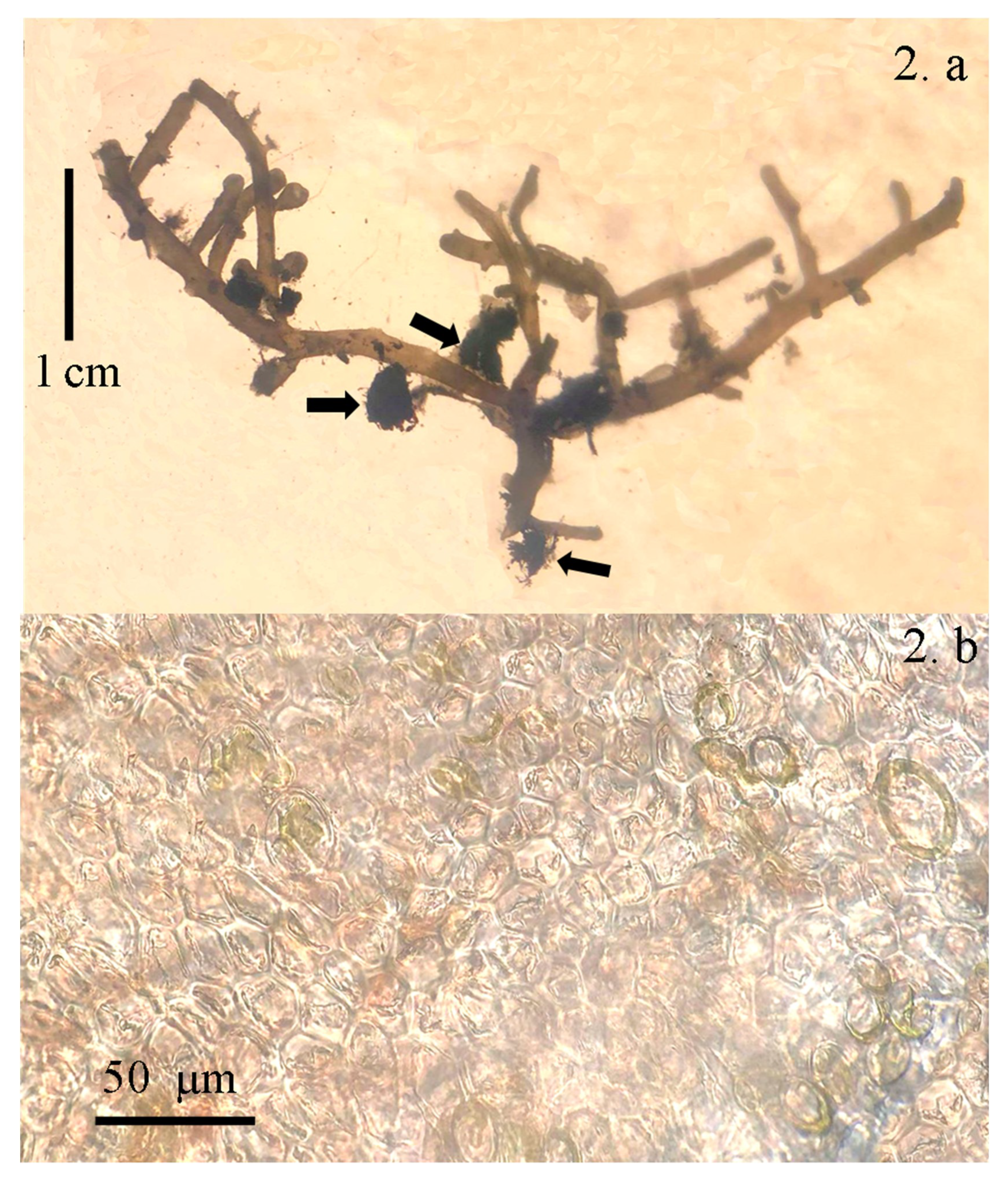 Diversity 11 00095 g002 550