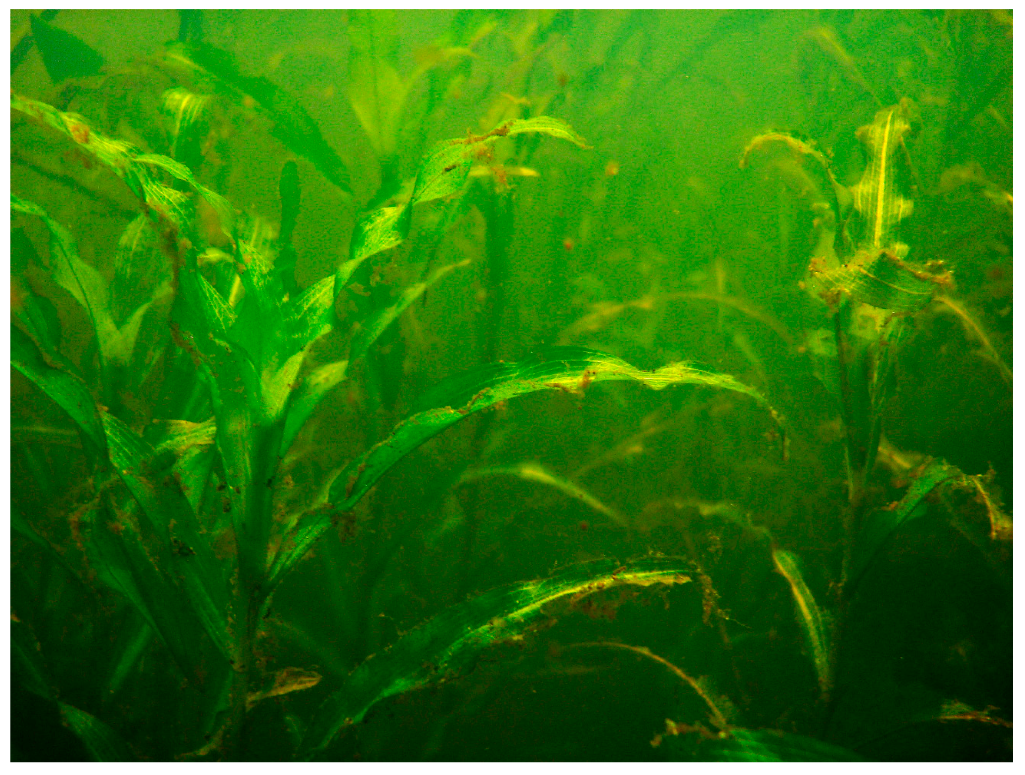 Diversity 11 00096 g003