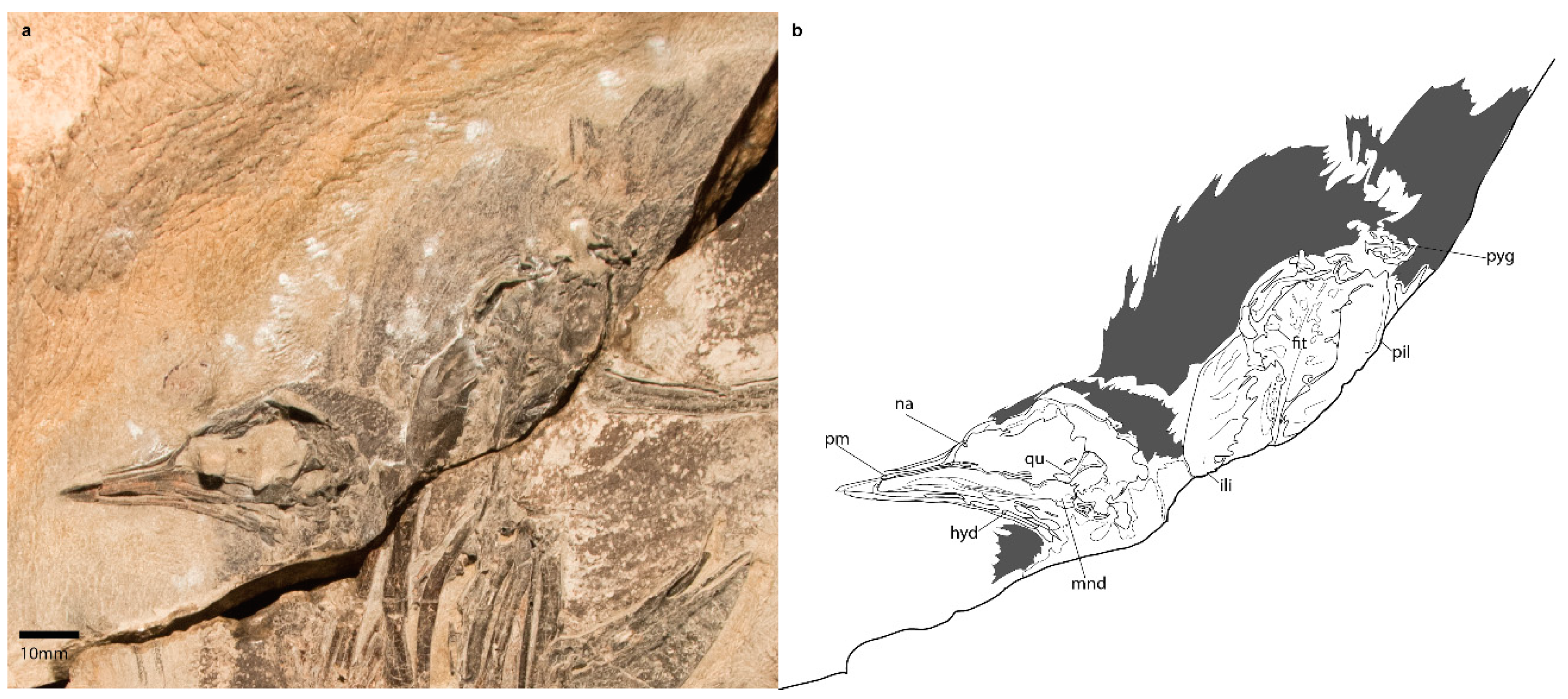 Diversity 11 00102 g001 Diversity 11 00102 g001