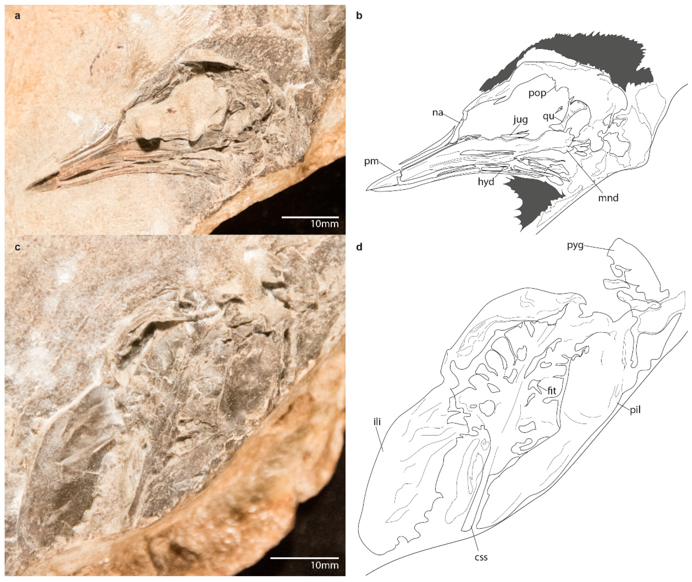 Diversity 11 00102 g002 Diversity 11 00102 g002