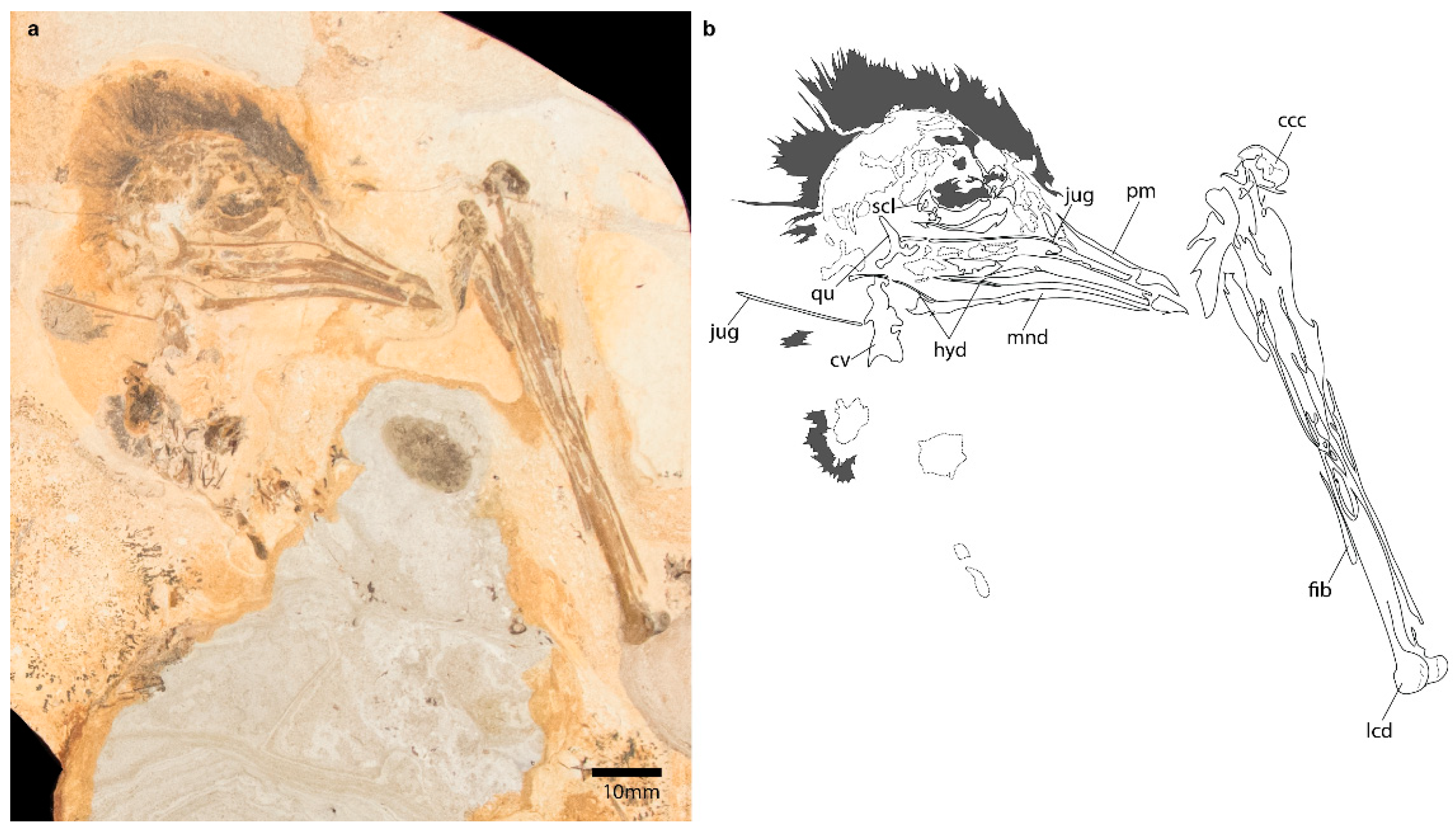 Diversity 11 00102 g003 Diversity 11 00102 g003
