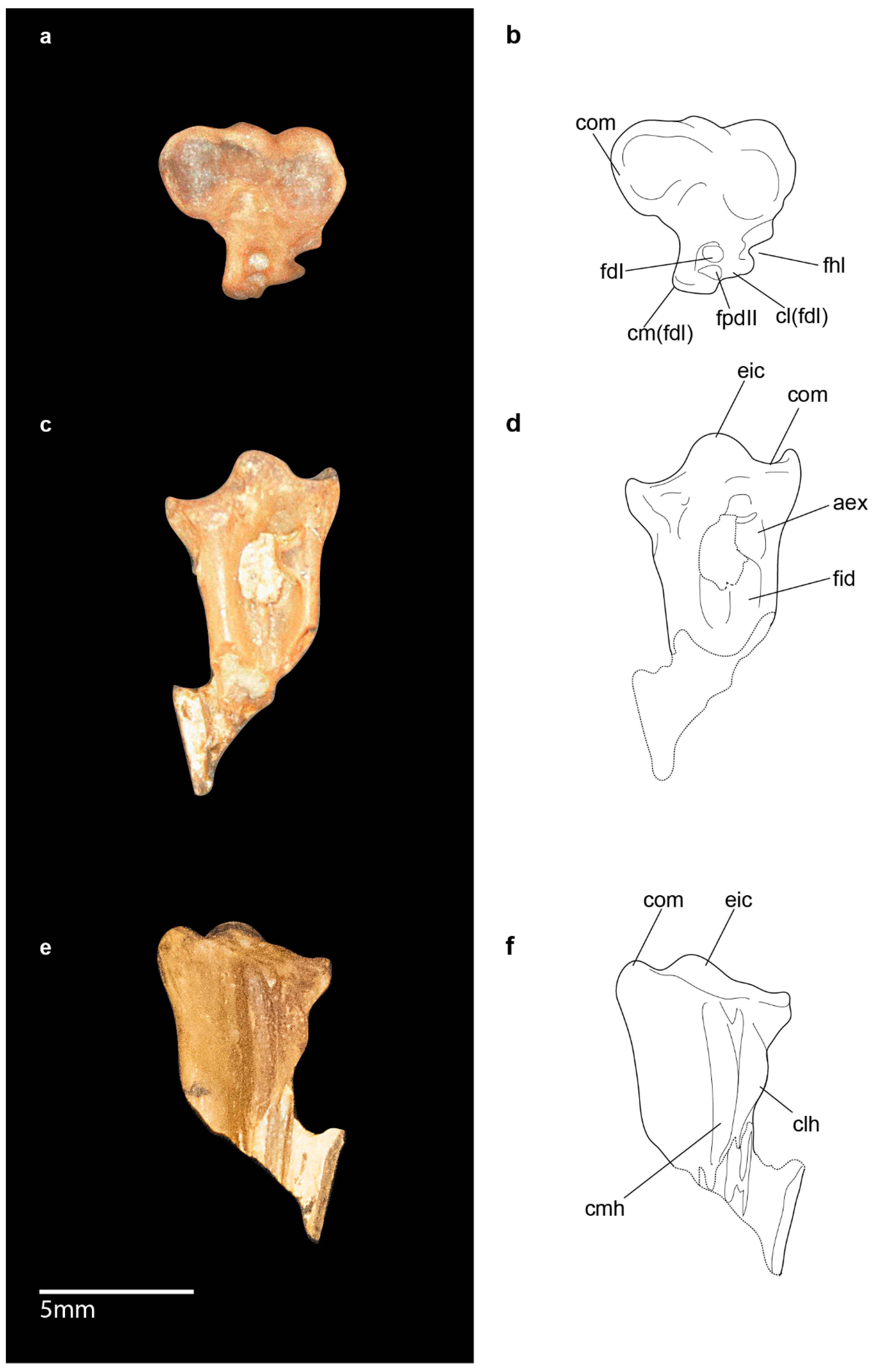 Diversity 11 00102 g004 Diversity 11 00102 g004