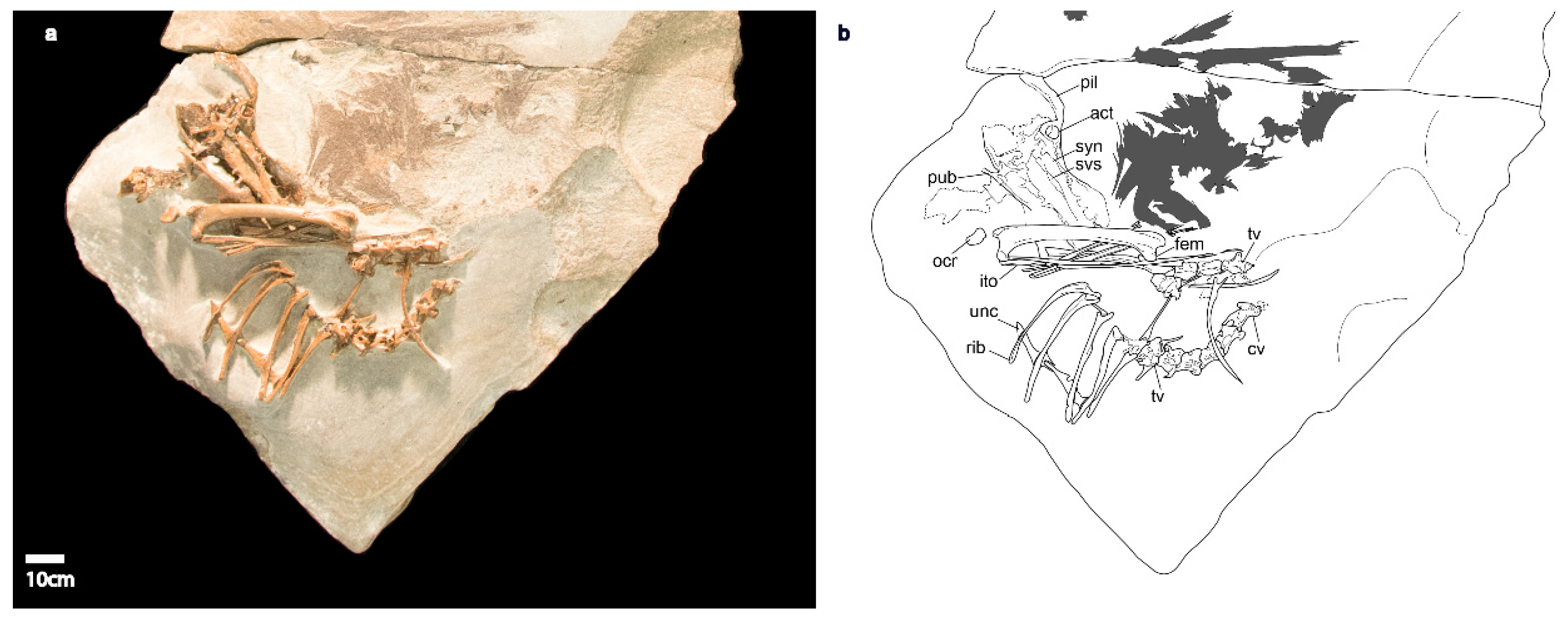 Diversity 11 00102 g005 Diversity 11 00102 g005