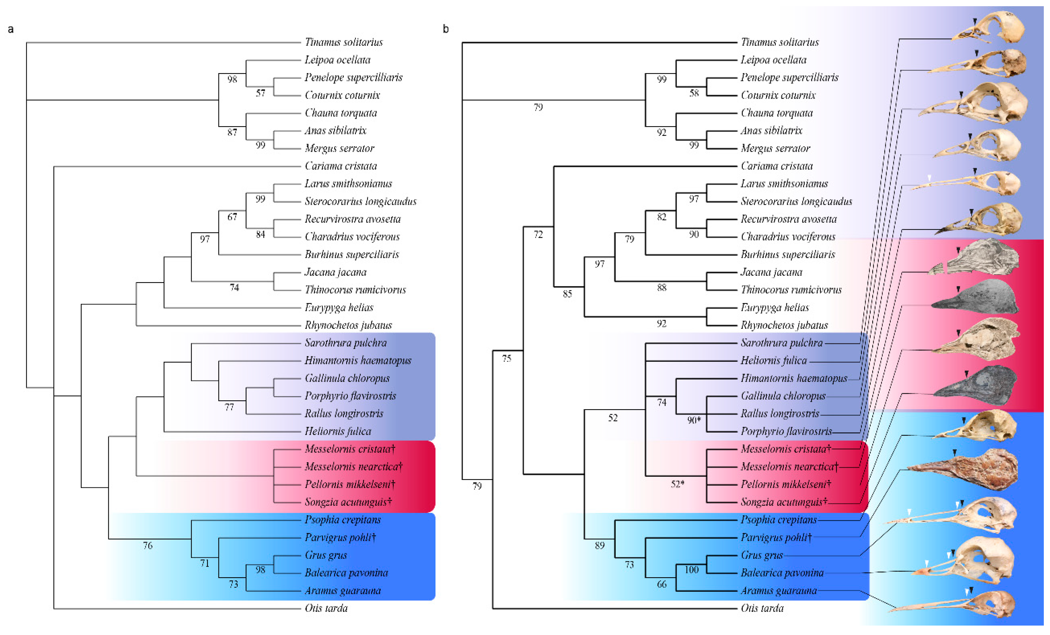 Diversity 11 00102 g006 Diversity 11 00102 g006