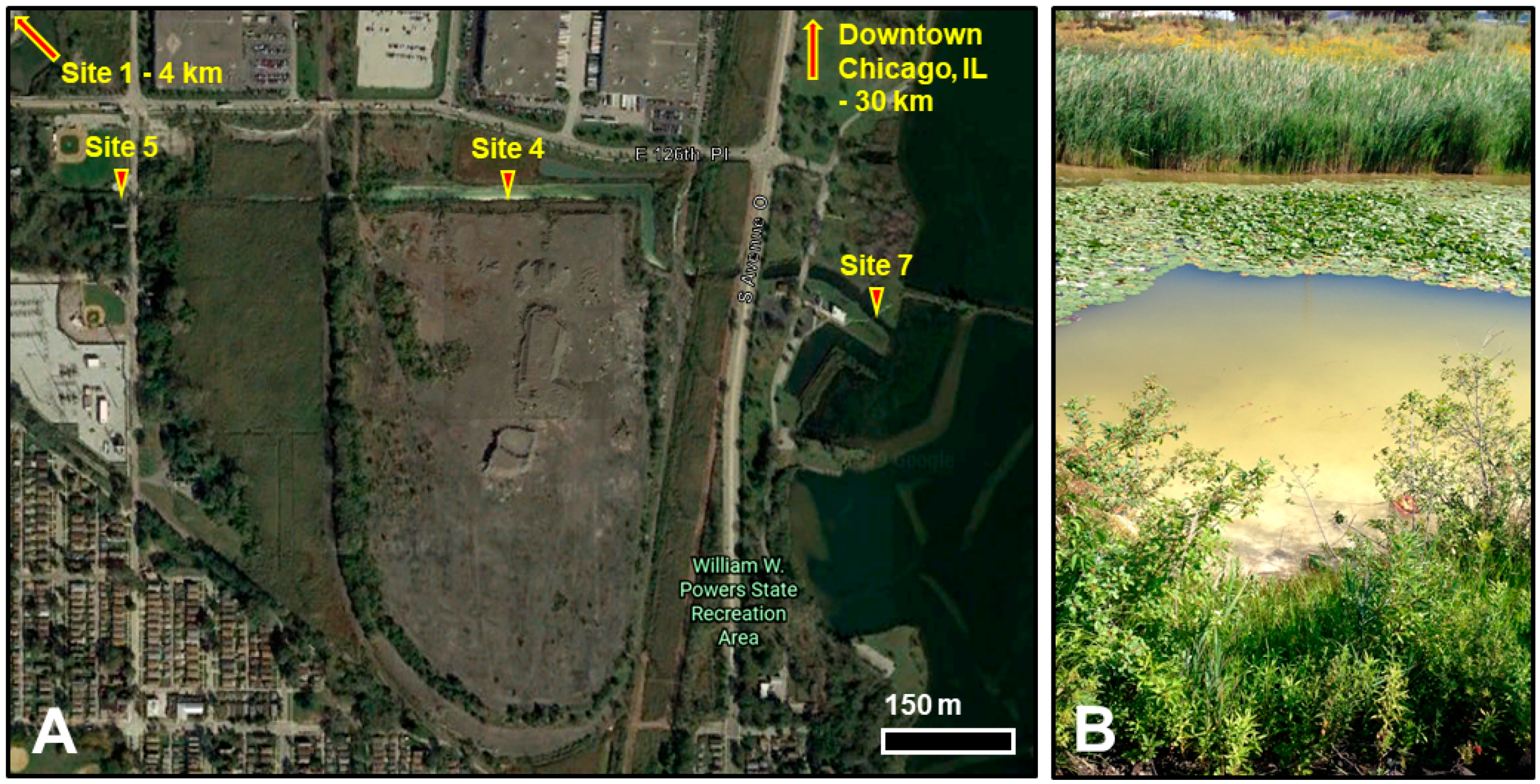 Diversity 11 00103 g001