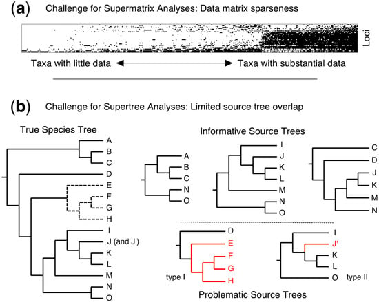 Diversity | Free Full-Text | A Phylogenomic Supertree of Birds