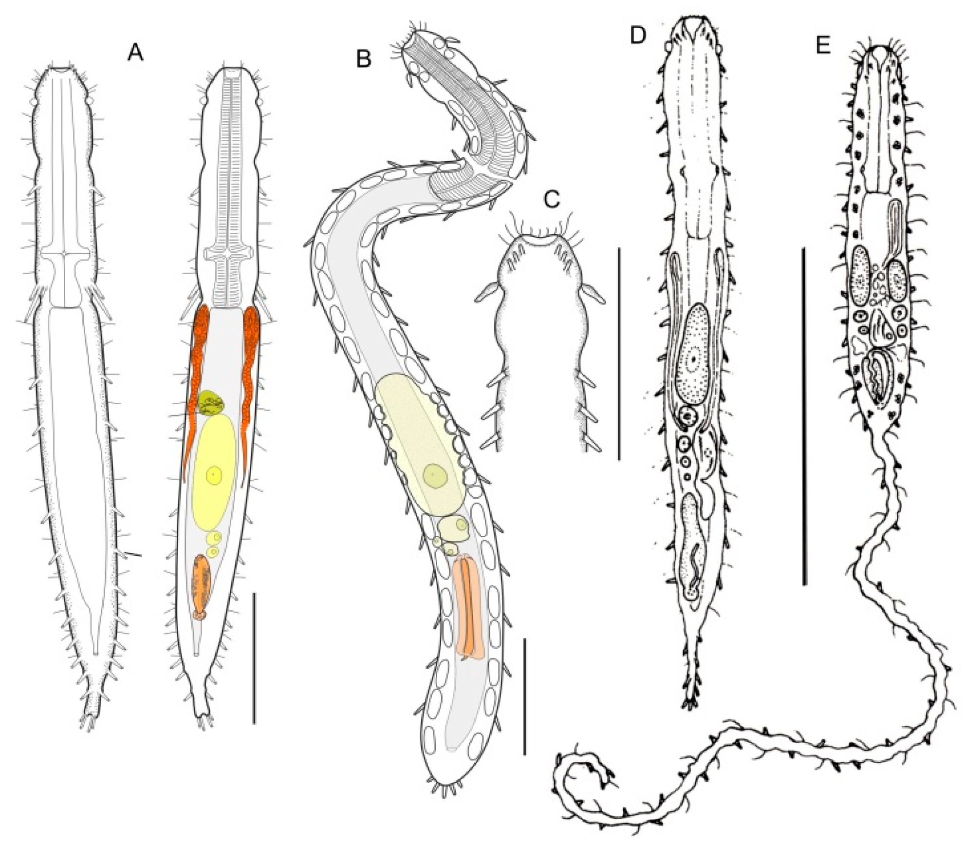 Diversity 11 00117 g007