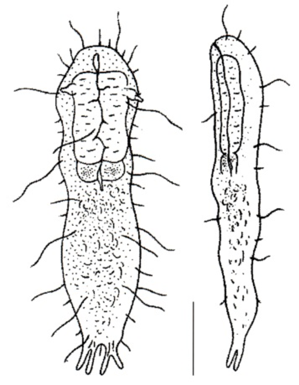 Diversity 11 00117 g013