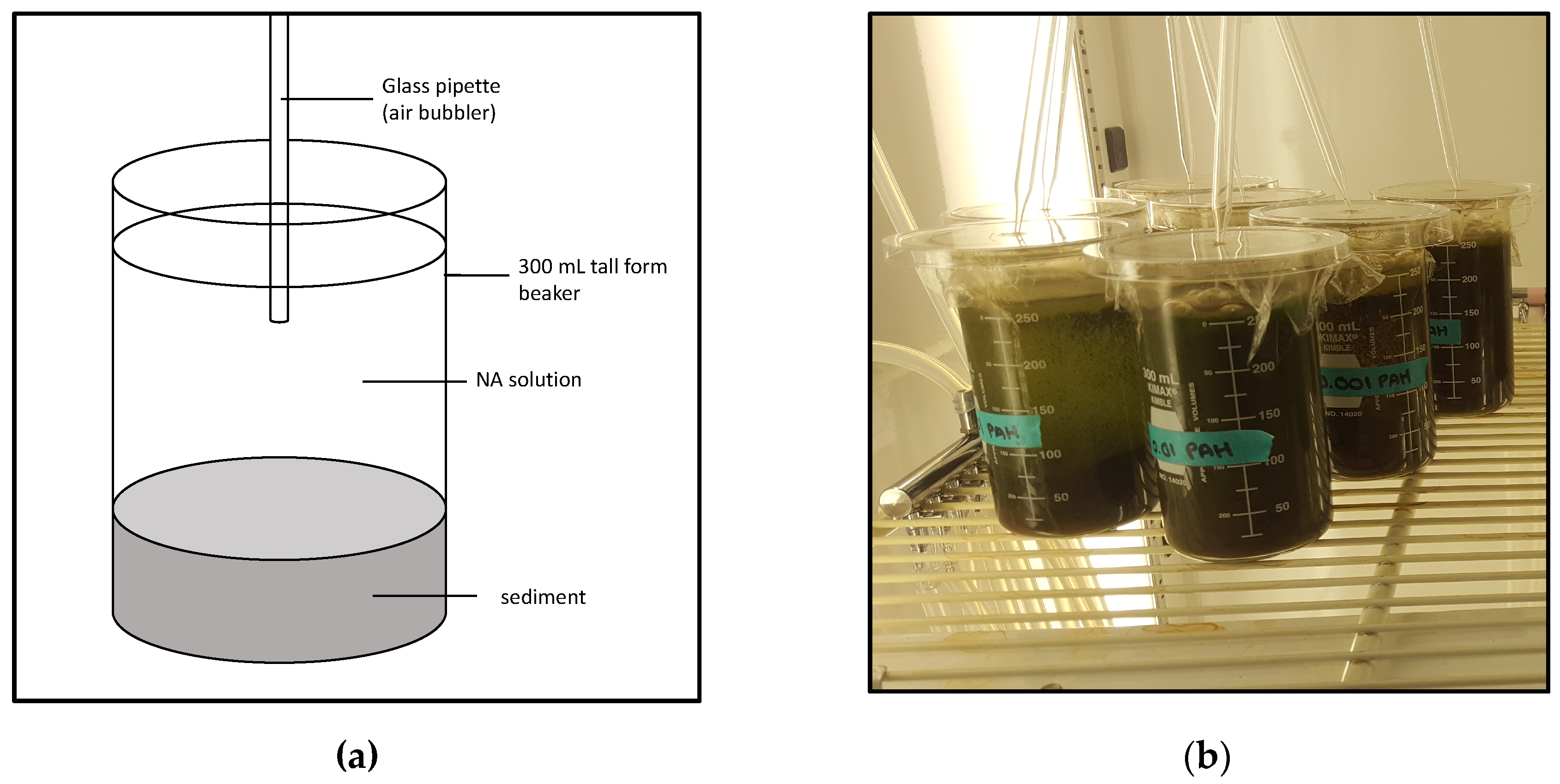 Diversity 11 00118 g001