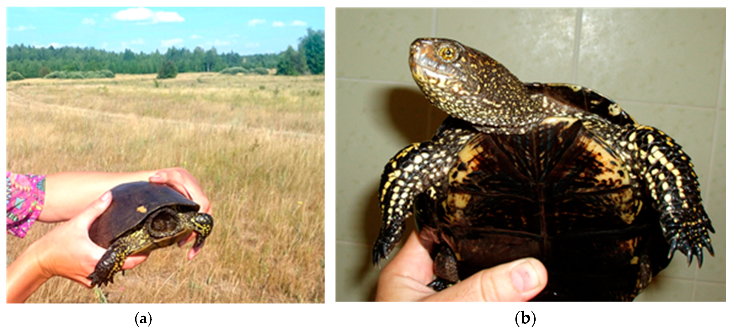 Diversity 11 00121 g003 Diversity 11 00121 g003