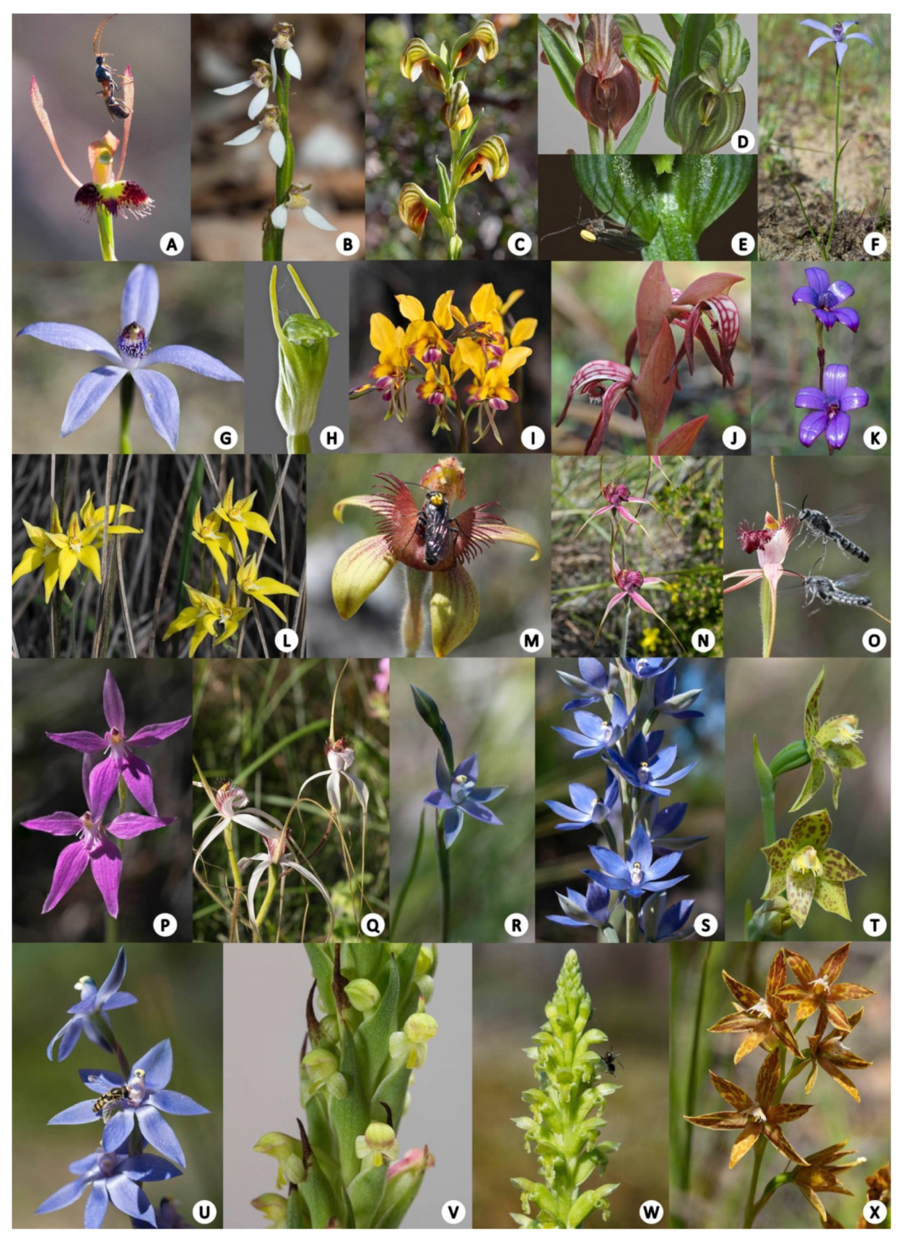 III. Types of Pollination