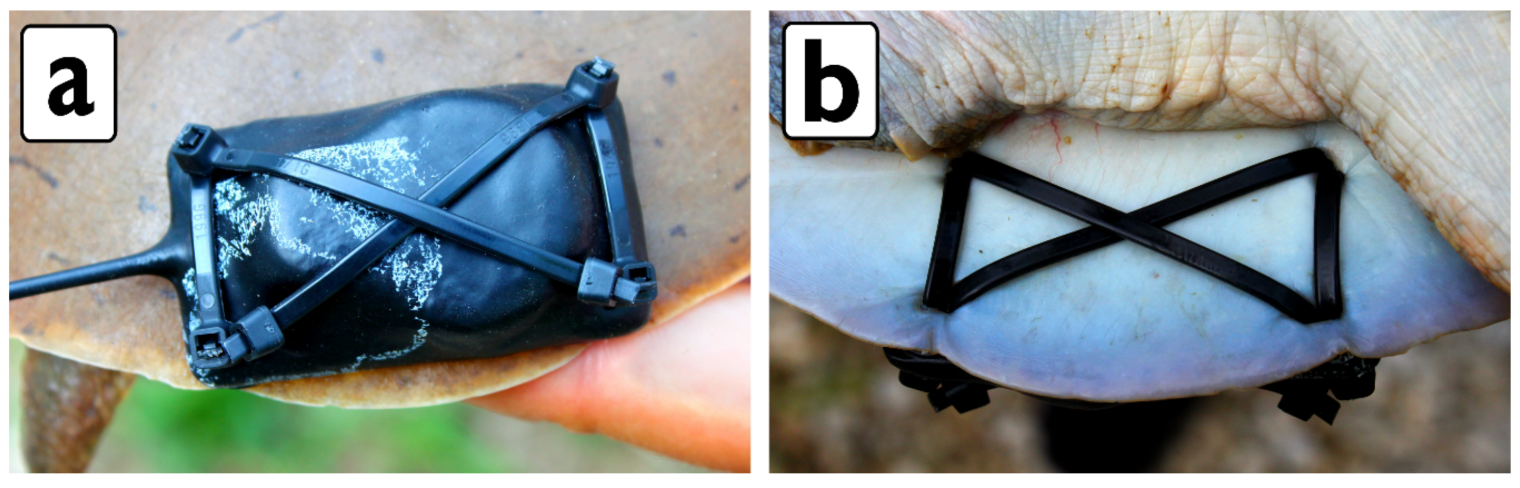 Diversity 11 00124 g002