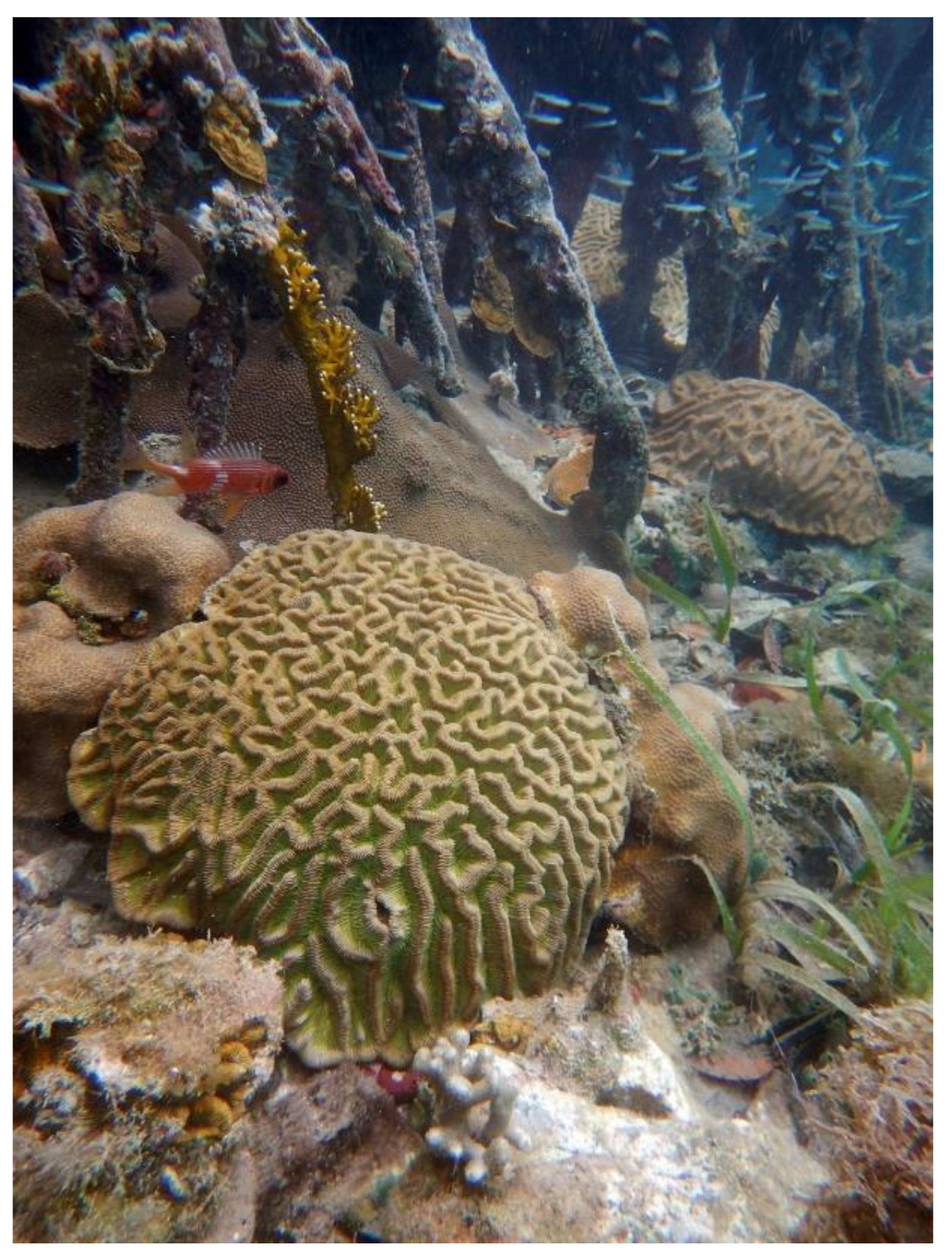 Diversity 11 00130 g003