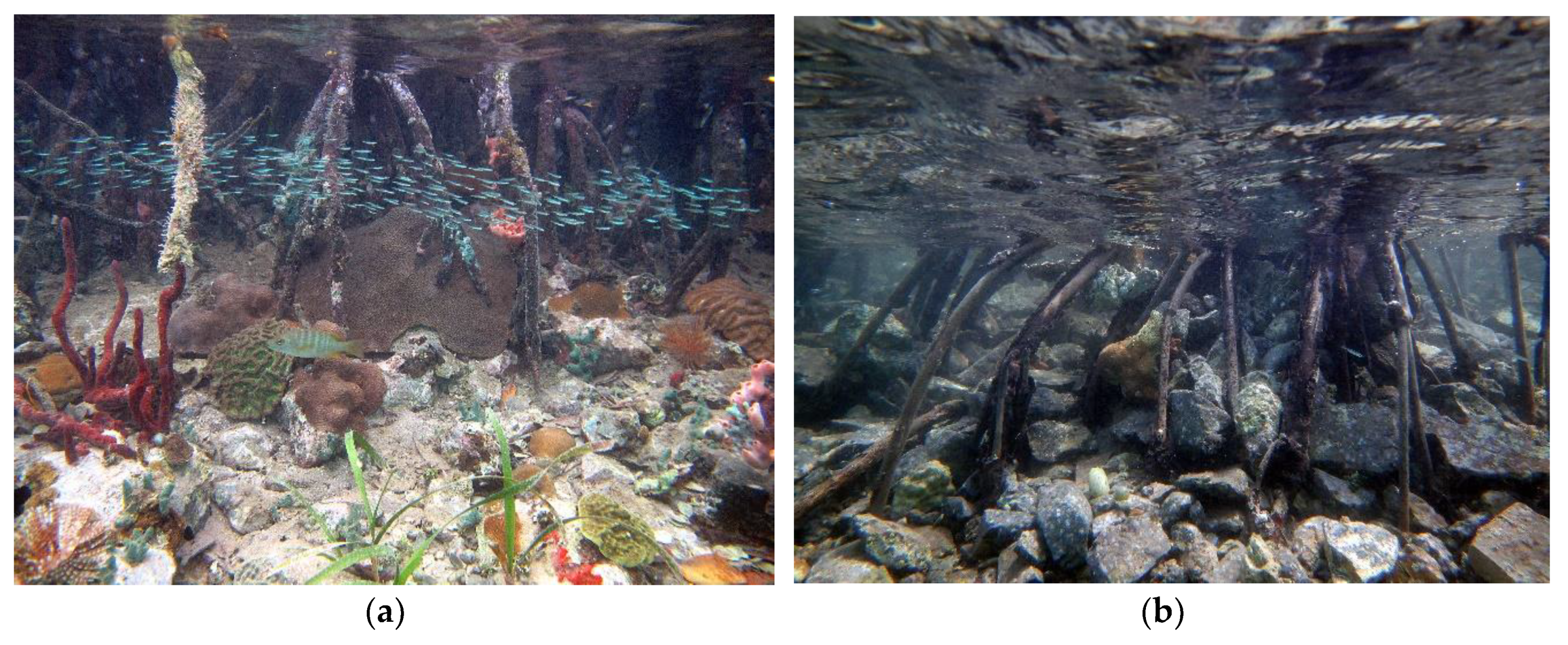 Diversity 11 00130 g006