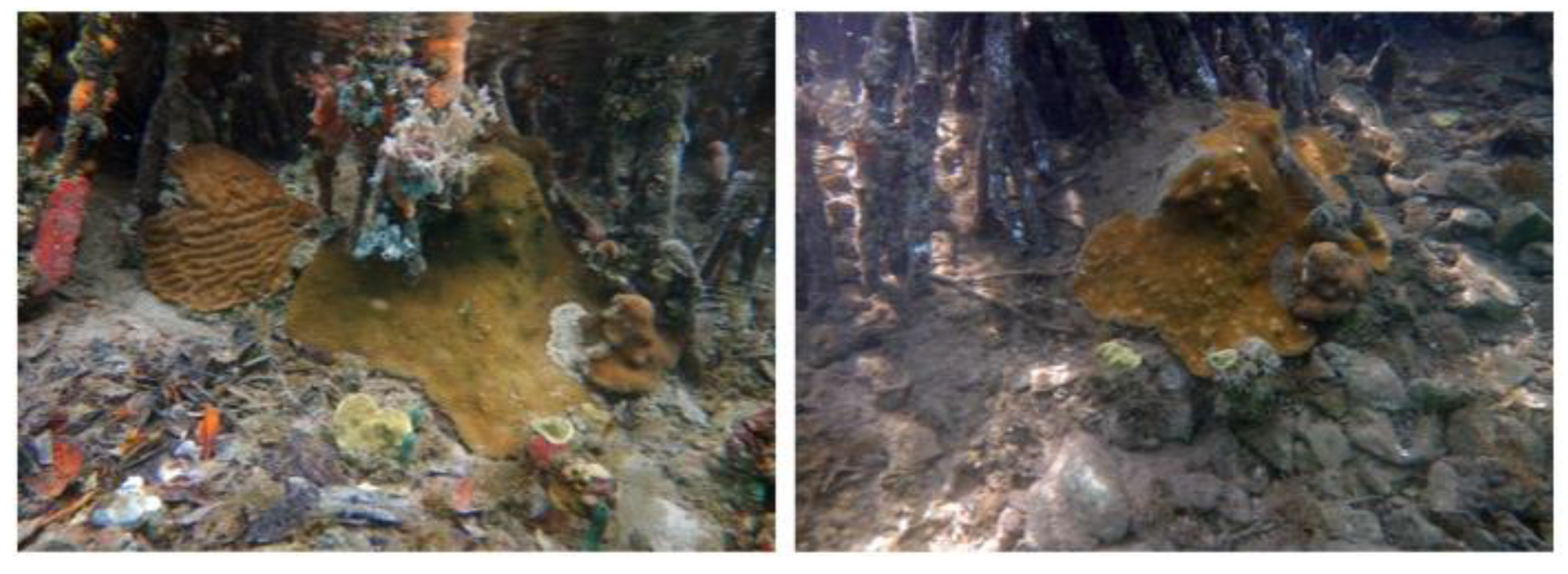 Diversity 11 00130 g007