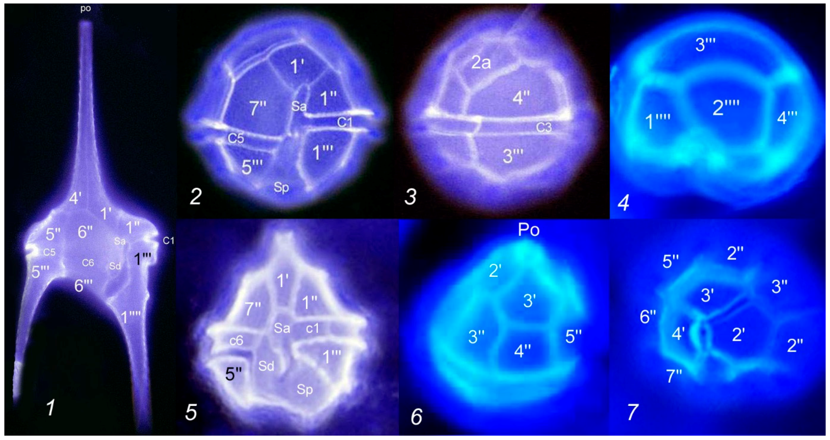 Diversity 11 00137 g002
