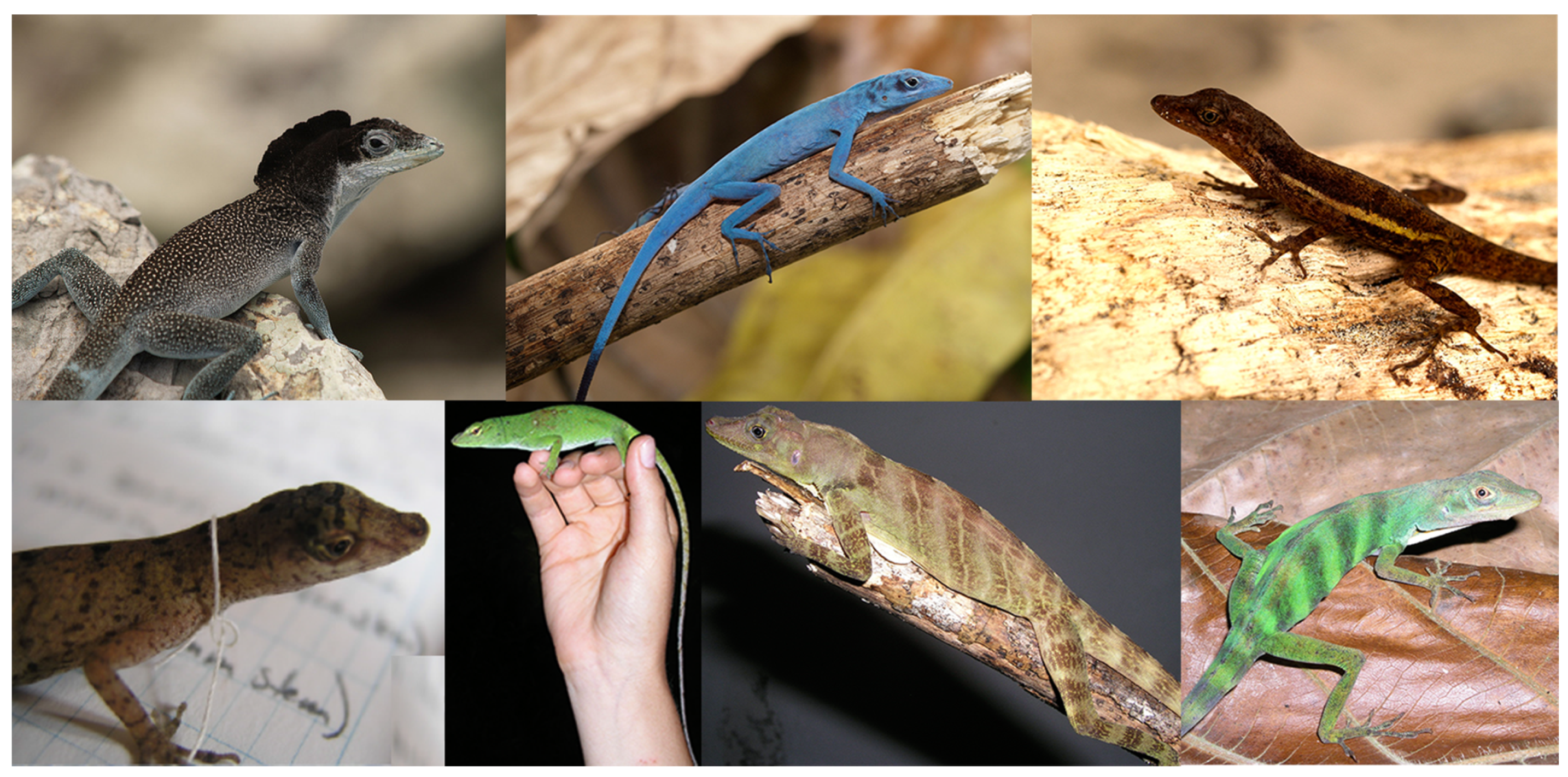 Diversity 11 00141 g001 Diversity 11 00141 g001