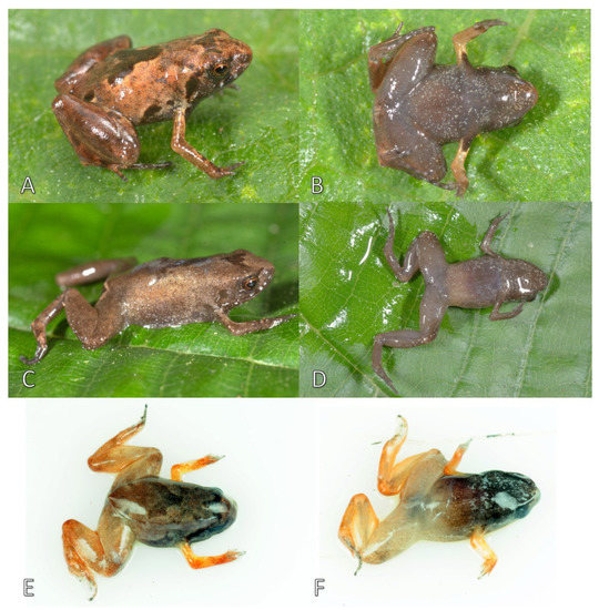 Miniature frogs set record as first vertebrates to lose the ability to  balance – Research News