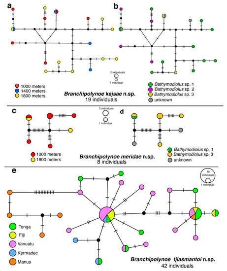 Diversity Free Full Text Phylogeny And Biogeography Of Branchipolynoe Polynoidae Phyllodocida Aciculata Annelida With Descriptions Of Five New Species From Methane Seeps And Hydrothermal Vents Html