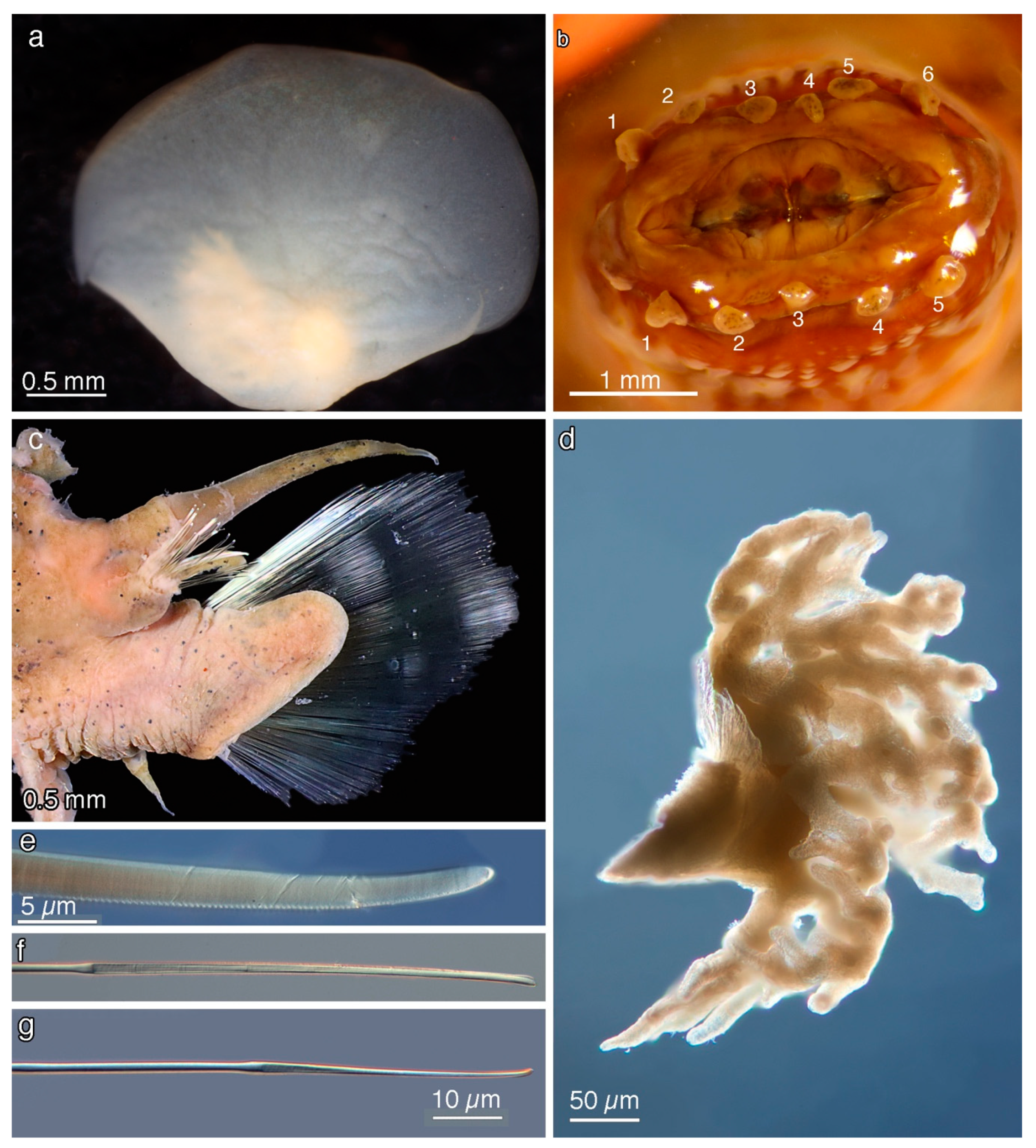 Diversity 11 00153 g011