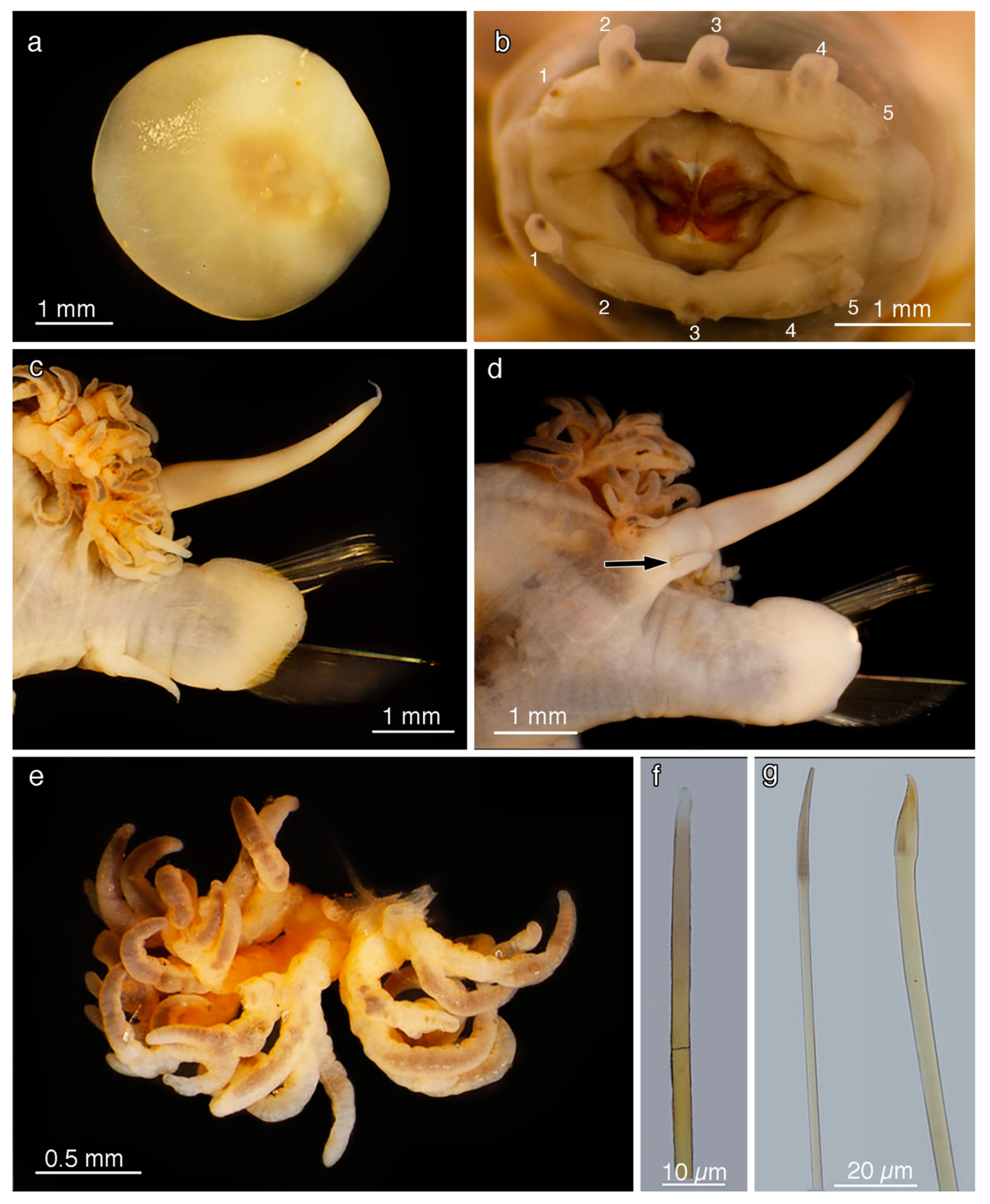 Diversity 11 00153 g019